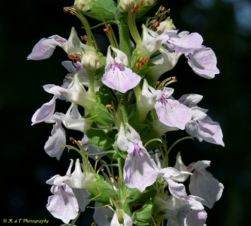 {Teucrium canadense}